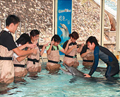 index_photo_dolphin.jpg
