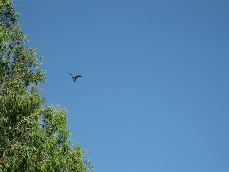 IMG_2633Medium.jpg