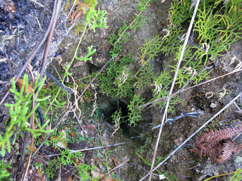 IMG_3711.jpg