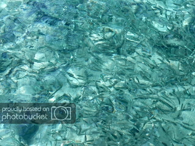 p1010215.jpg