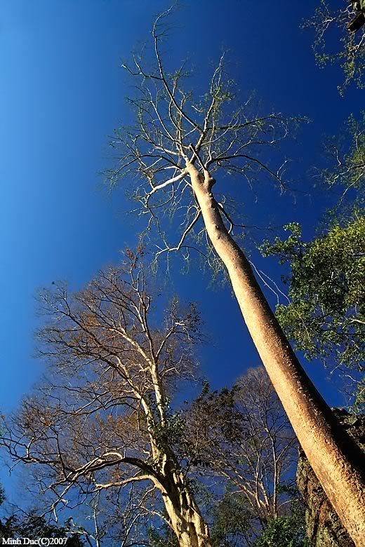 _MG_1412_twotrees.jpg