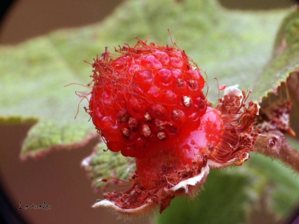 DSCF3176.jpg