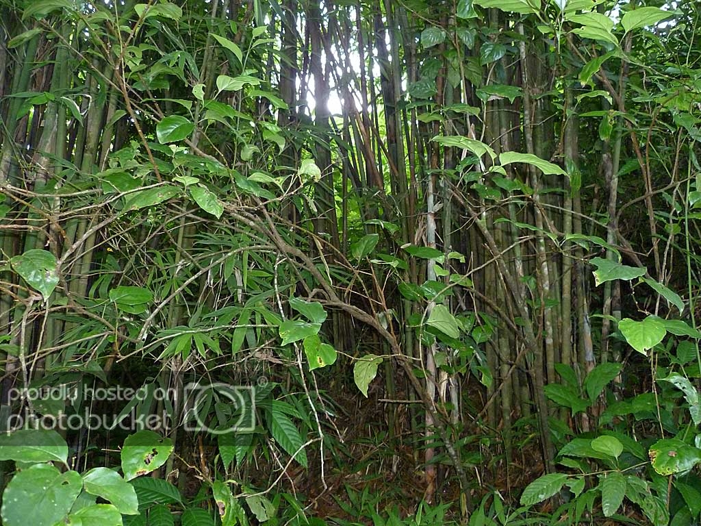 P1050424.jpg