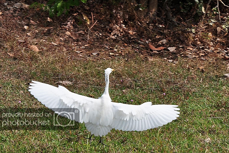 DSC_2134_zps87cdae9b.jpg