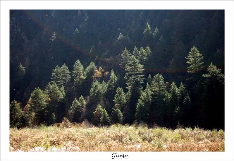 R-Forest2.jpg