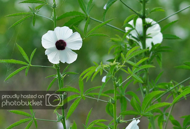 DSC_4721_zps532163d5.jpg