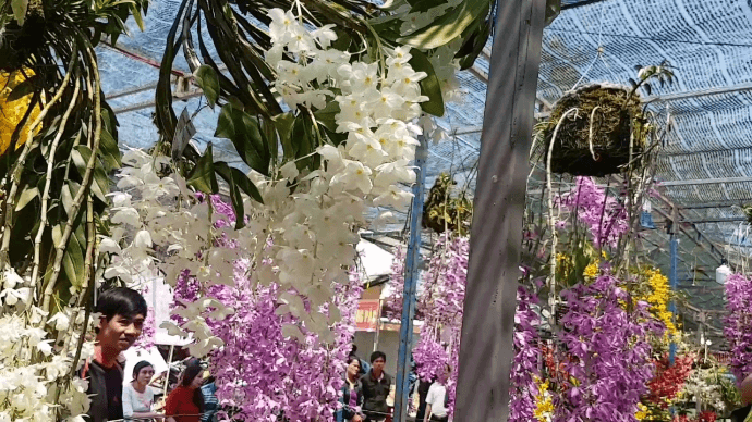 festival-bien-vung-tau-2018-8.png