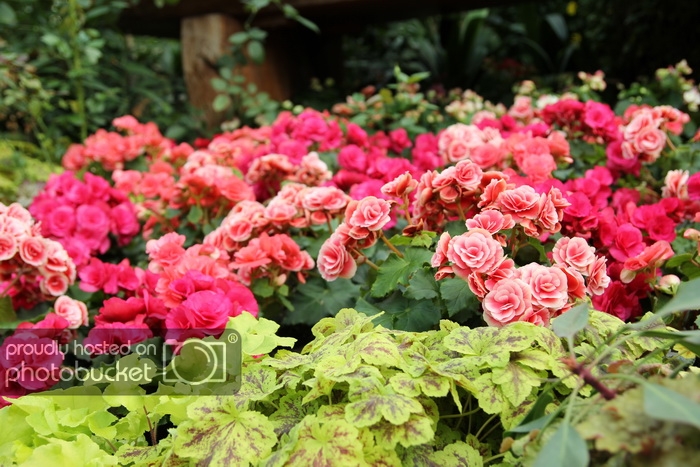 IMG_0574_zpsdd1ddd26.jpg
