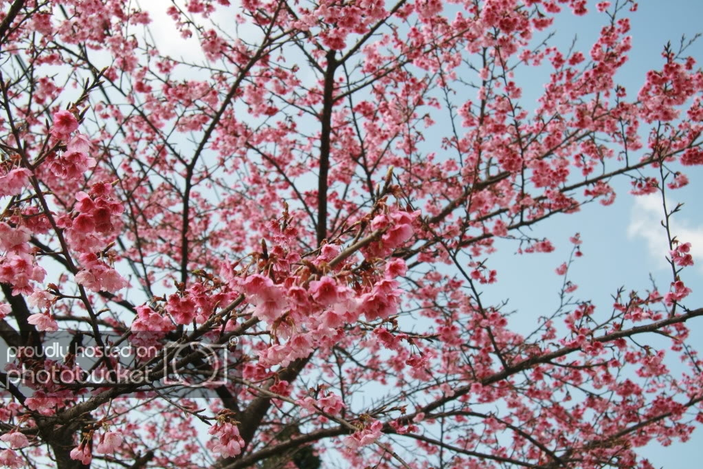 Pix011.jpg
