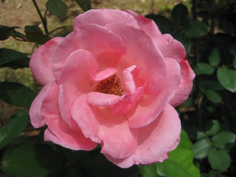 IMG_3971Medium.jpg