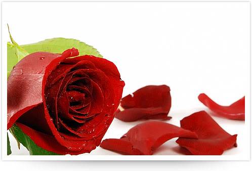 rose-638.jpg