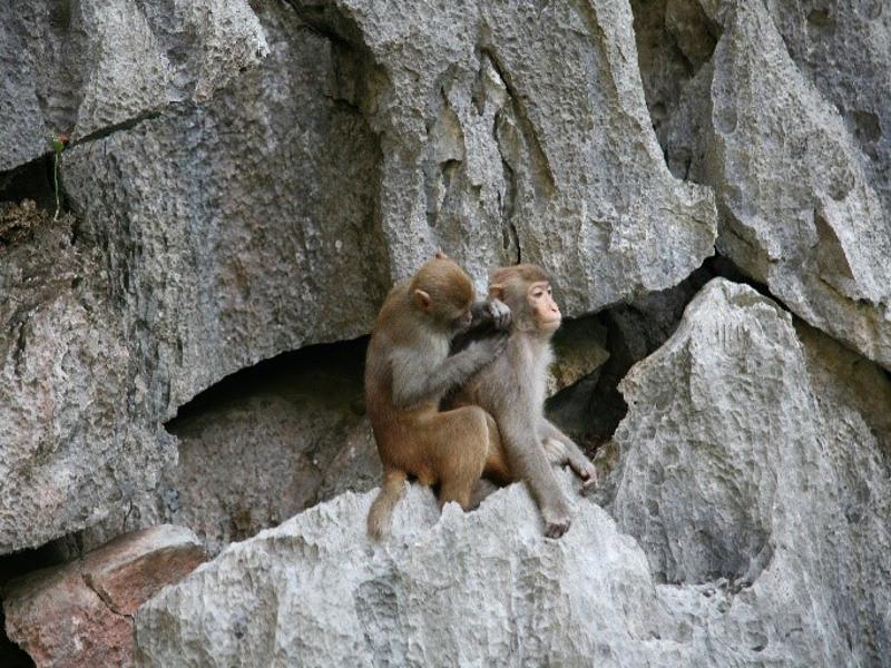 Những chú khỉ vàng thân thiện ở Vịnh Hạ Long