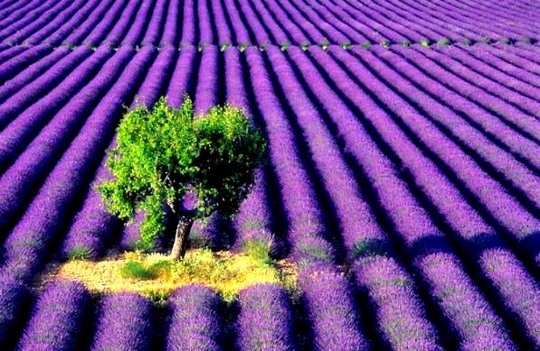 Lavender-fields-in-ProvenceFrance.jpg