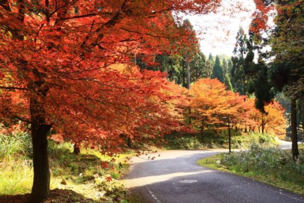 higashiyama-therapy-road-599x400.jpg