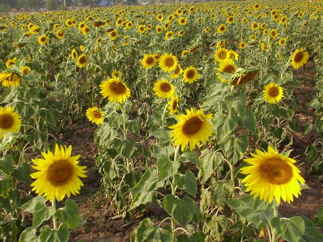 Sunflowerfield.jpg
