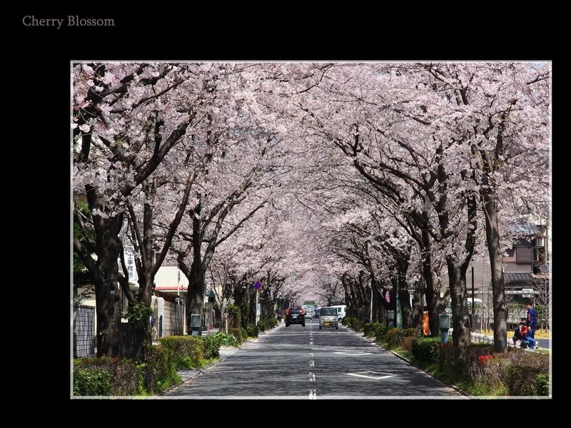 cherry_blossom_4resize.jpg