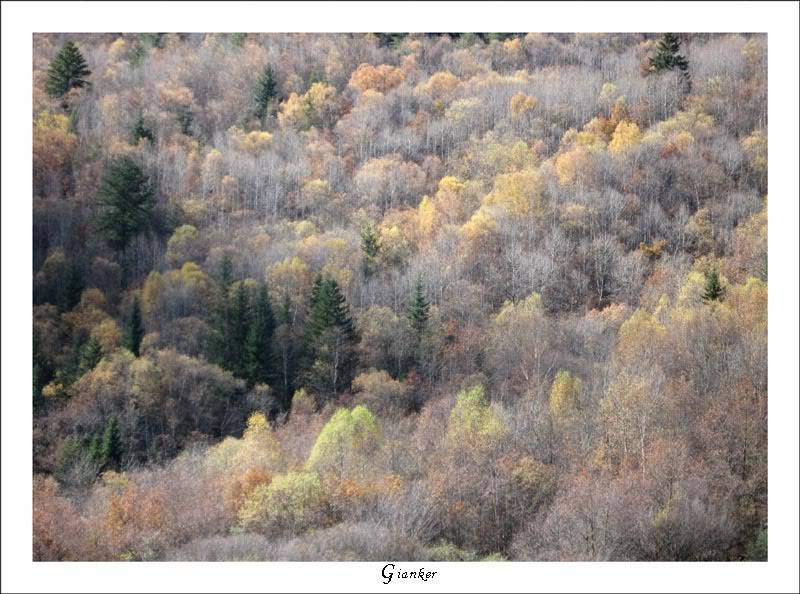 R-Forest4.jpg