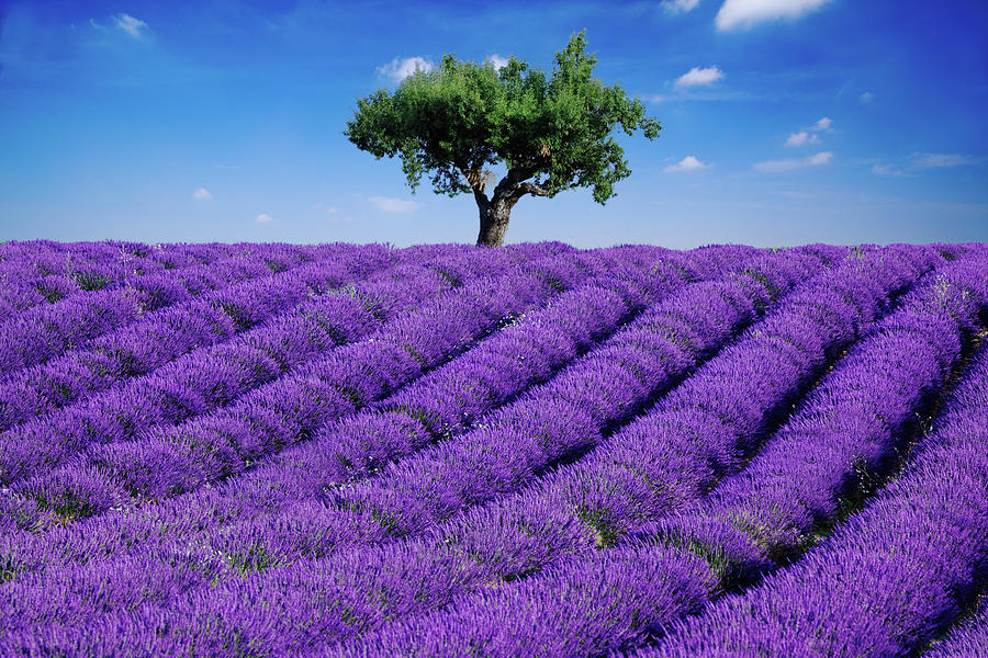 lavender-field-and-tree-matteo-colombo.jpg