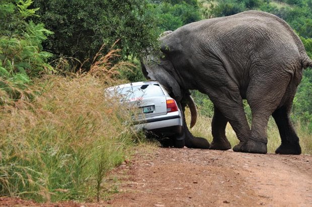 Elephant+the+starts+to+throw+the+car+over.bmp