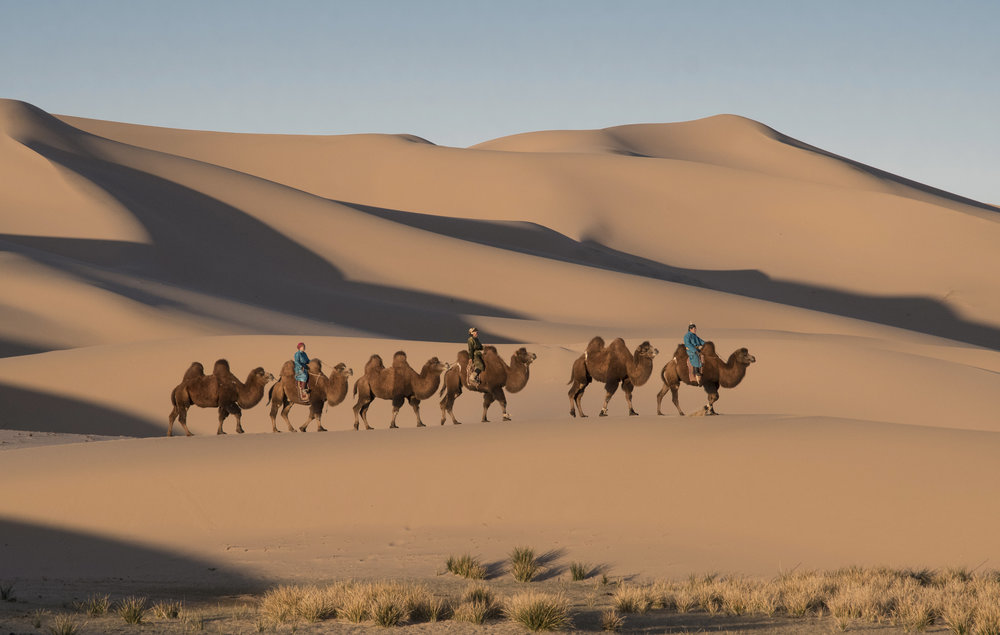 morning+camel+caravan+in+gobi+desert.jpg