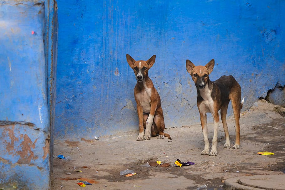 chó hoang ở Johpur