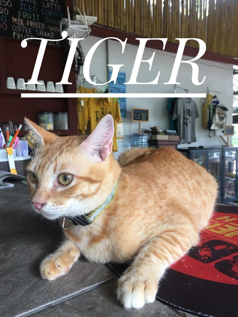 tiger-768x1024.jpg