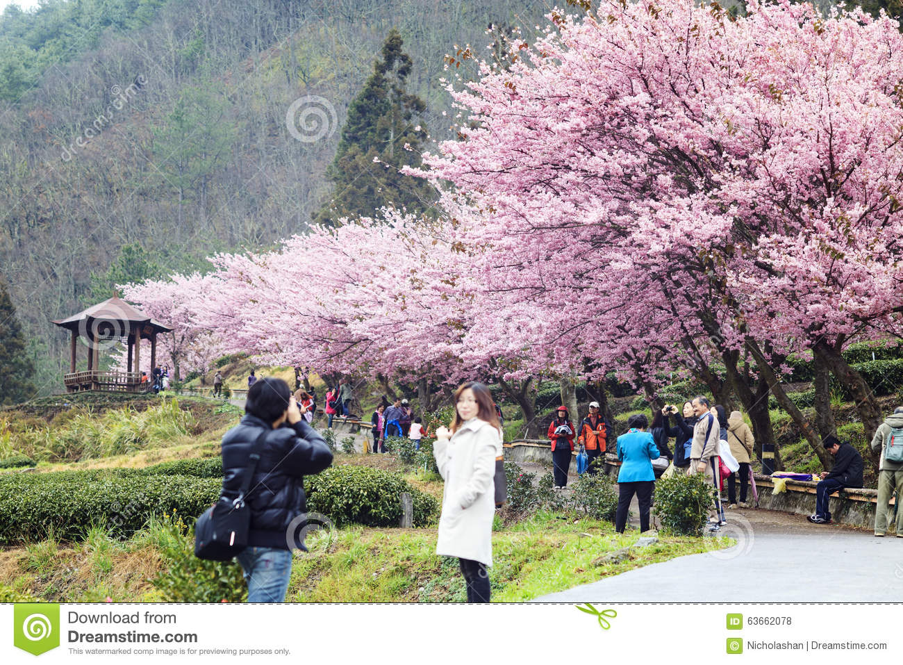 wuling-farm-cherry-blossom-season-nantou-taiwan-february-63662078.jpg