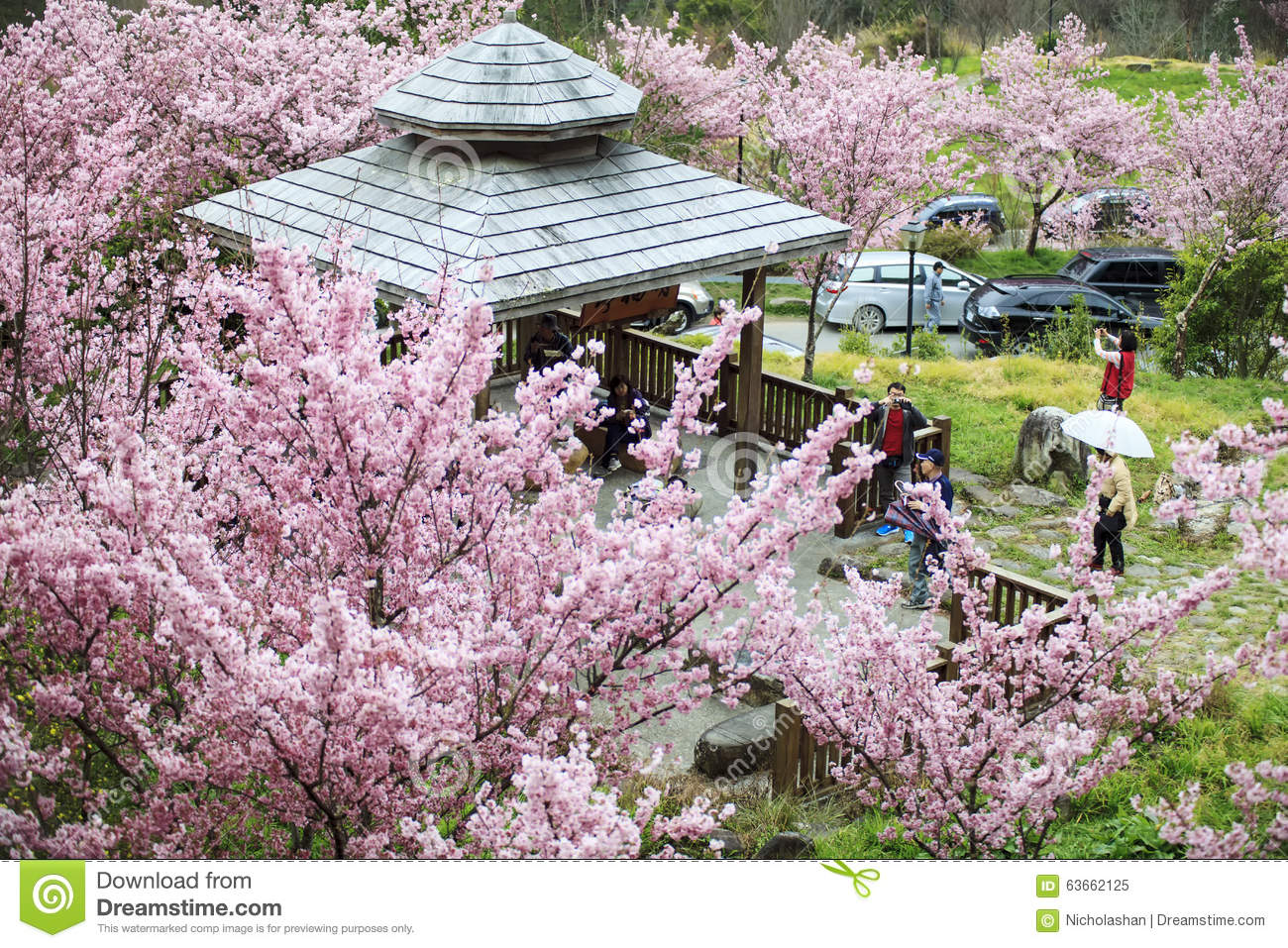 wuling-farm-cherry-blossom-season-nantou-taiwan-february-63662125.jpg